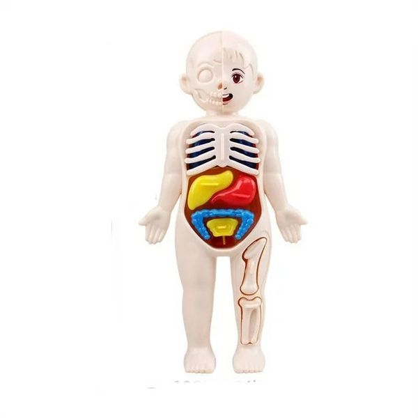 Kid Montessori 3D Puzzle, Human Body Anatomy Model Educational Learning