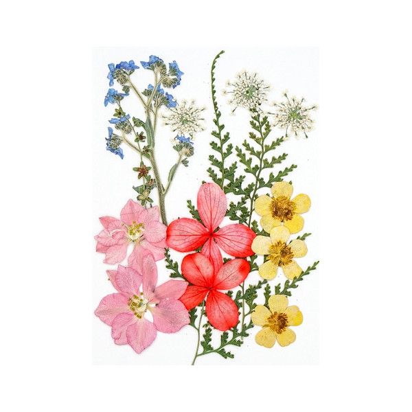 Pressed Dried Flowers, Style 12.7