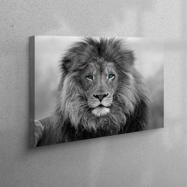 B&amp;W Sitting Blue eyes Lion