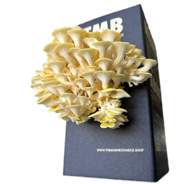 Gold Mushroom Box