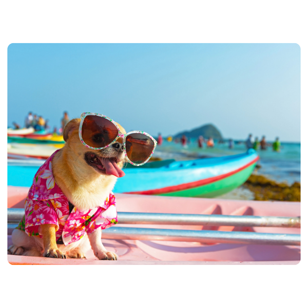 Funky Small Dog On Holiday Mouse Pad