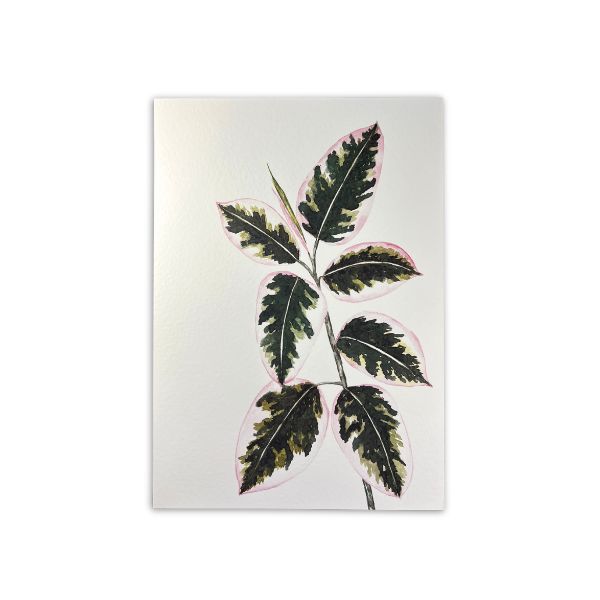 A4 Ficus Watercolour Plant Print