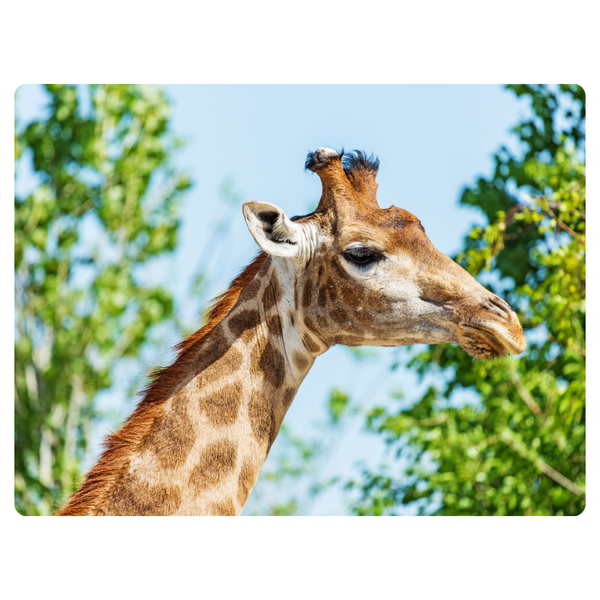 Giraffe Printed mouse pad