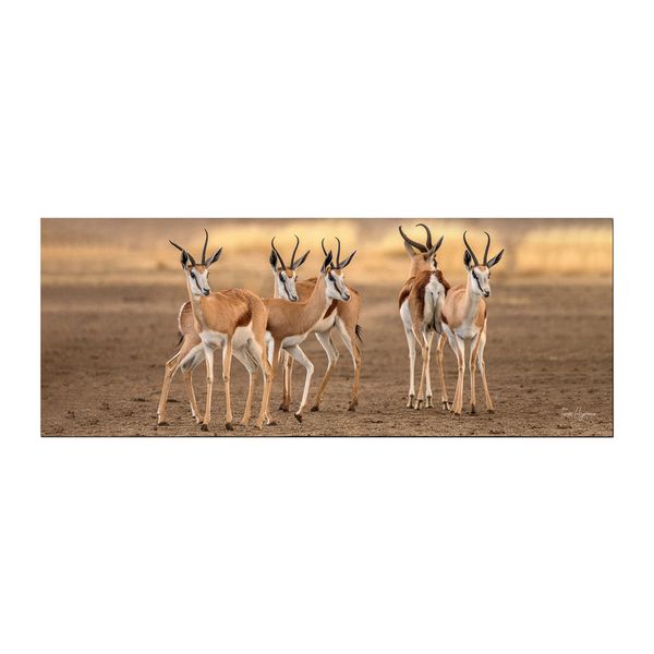 Springbok Gathering Large Desk Pad By Fanie Heymans