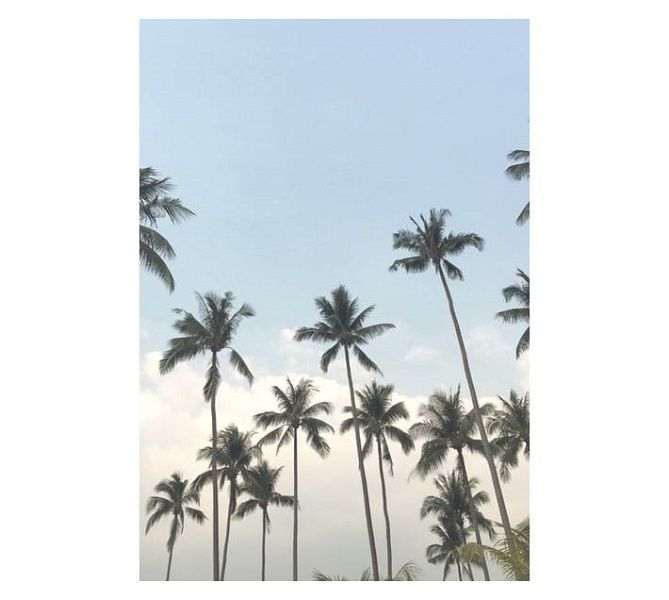 Palms in The Sky Canvas Print - Blue (650 x 450mm) Wall Art