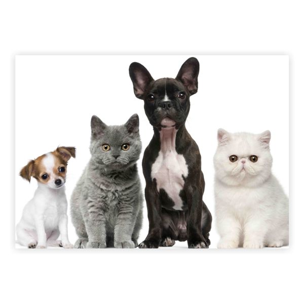 Cute Dogs And Cats - A1 Poster