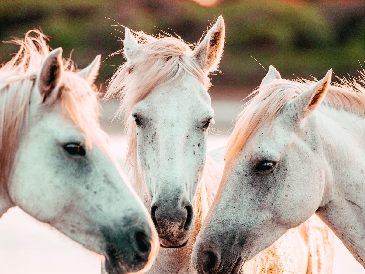 Laptop Skin Protector White Horses Vinyl Sticker Shop Today. Get