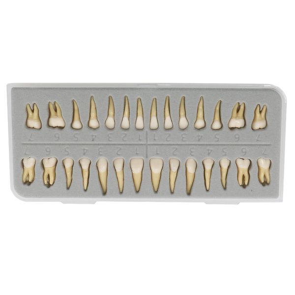 Health Life Size Two-Colour Full Permanent Dental Teeth Model (28 Piece)