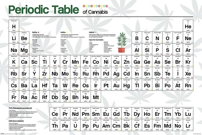 Periodic Table (Cannabis) Poster - 61cm x 91.5cm
