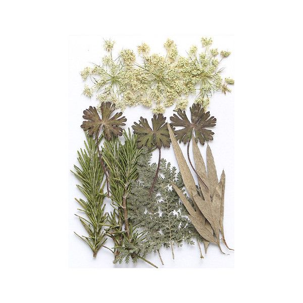 Pressed Dried Flowers - Greenery, Style 4