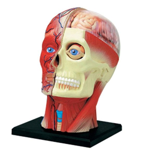 Torso Human Body Model Education Head Muscles Nerve Compatible with None