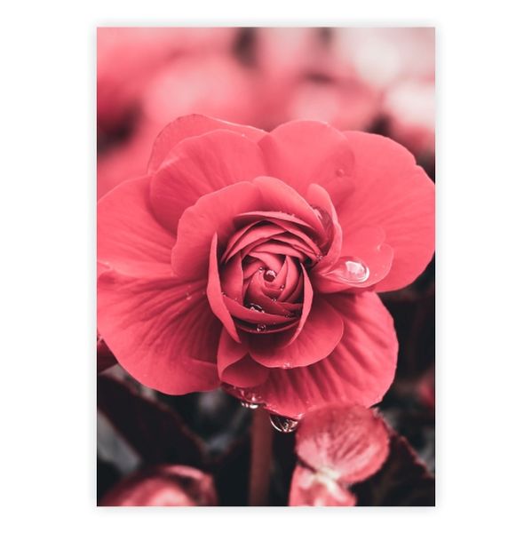 Tear and a Smile, Flower - A1 Poster