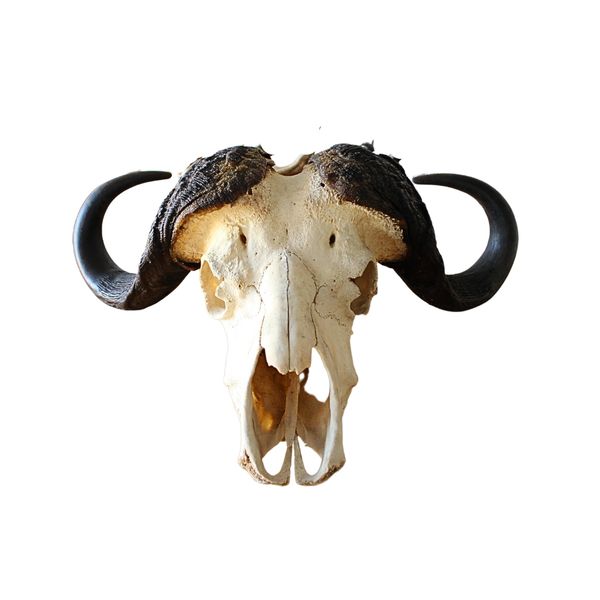 Geniune Buffalo Skull Wall Mount