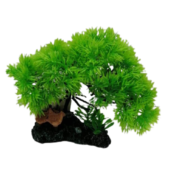 Aquatic Plant for Aqua Scaping Buy Online in South Africa