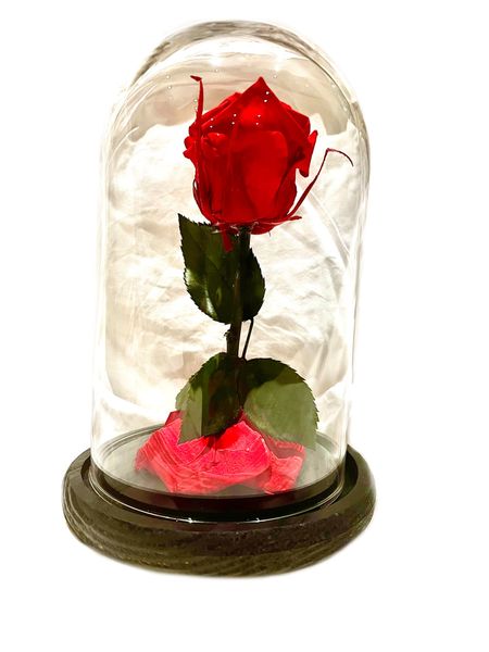 Tall Preserved Rose Dome