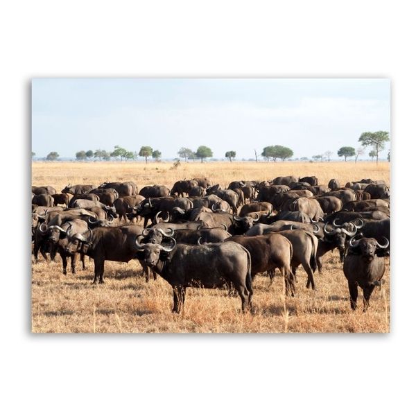 Buffalo In Field Canvas Animals Wall Art