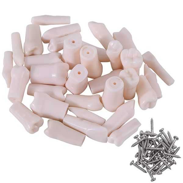 32 Pcs Dental Model Teeth Model for Typodont Dental Teeth Model