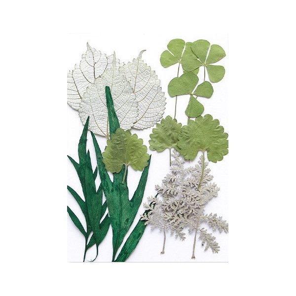 Pressed Dried Flowers - Greenery, Style 2