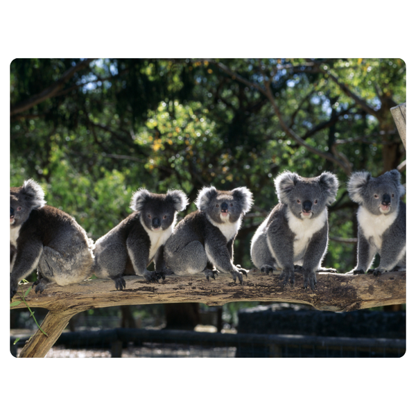Group Of Koalas Mouse Pad