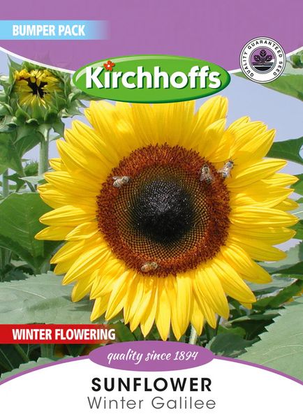 Kirchhoffs Sunflower Winter Galilee Large Bumper Pack