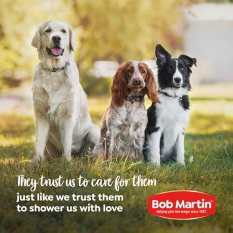 BOB MARTIN Clear Fly Repellent Ointment for Dogs 50g Shop Today. Get it Tomorrow takealot