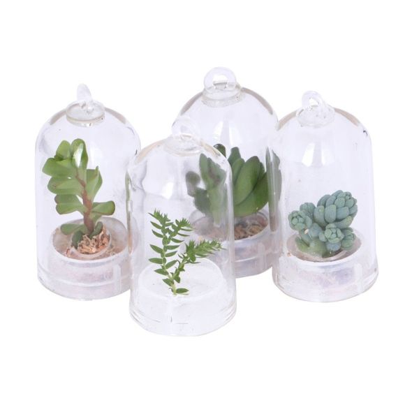 Succulent Cacti Terrarium Plant Pendant Necklace with Live Seeds