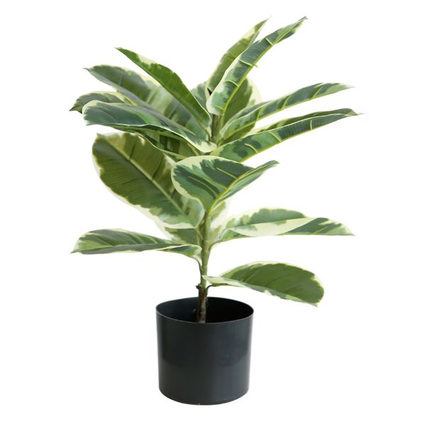 HouzeComfort Artificial LifeLike Desktop Ficus Elastica 65cm for Home Decor