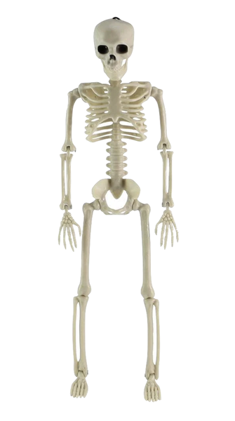 Toy Halloween Movable Life Size Human Skeleton - 170cm