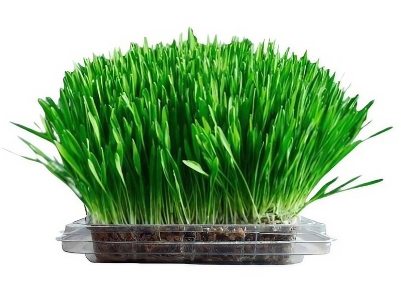 Cat Grass Organic Nutri-Greens Superfood Large