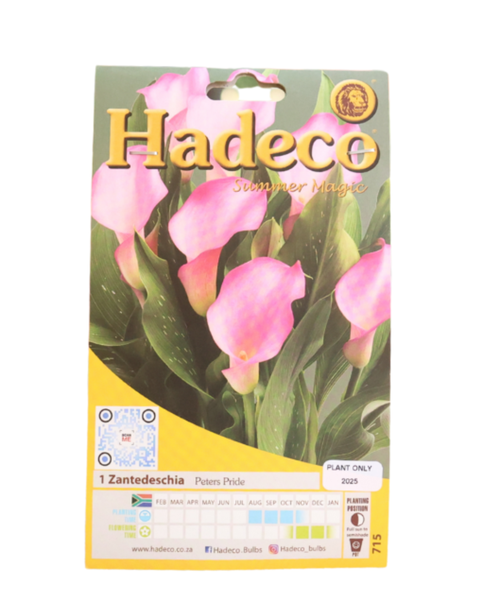 Zantedeschia (Calla Lily) - Peters Pride - 1 Bulb Pack