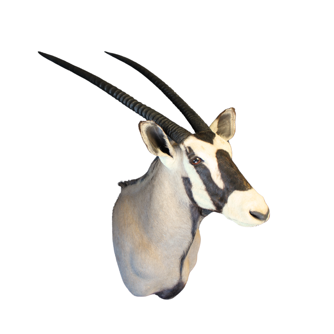 Gemsbok Shoulder Mount | Shop Today. Get it Tomorrow! | takealot.com