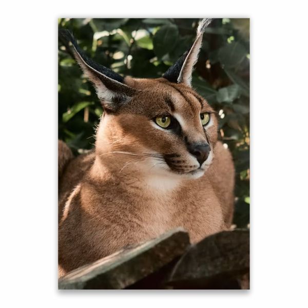 Caracal Poster - A1