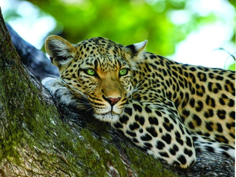 Laptop Skin - Sticker - Leopard in Tree