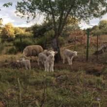 No Harm Done (CD / Album)