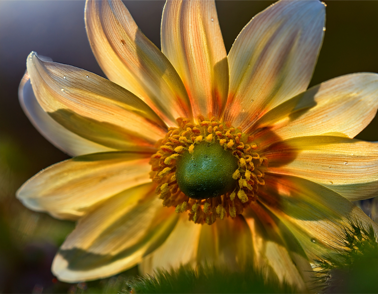 Canvas Home Decor Wall Art - Nature 2