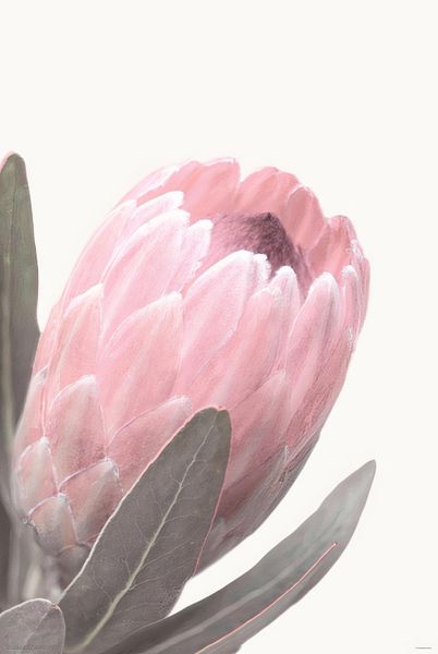 Pale Pink Protea Poster
