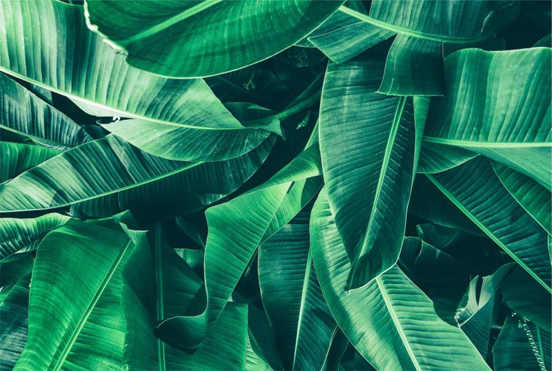 Laptop Skin Green Leaves