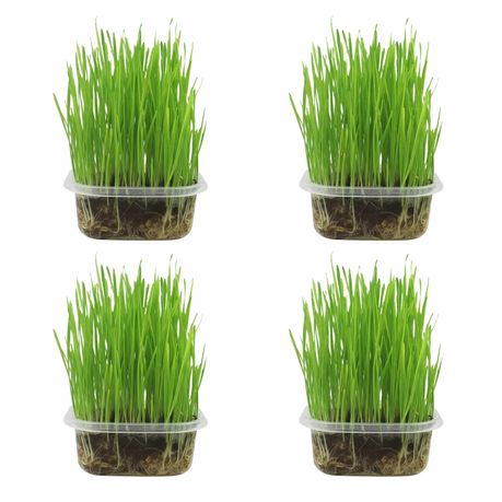 4 Pack Cat Grass Fresh Live Plants for Cats Image