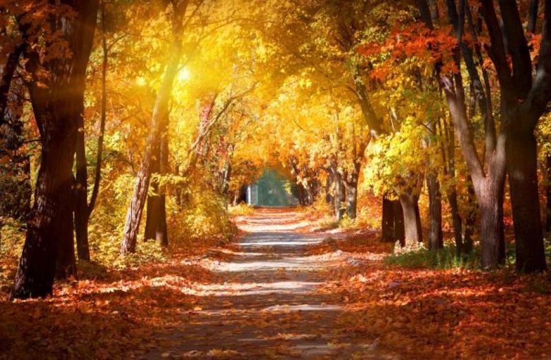 Wall Art Canvas - Pathway into Autumn