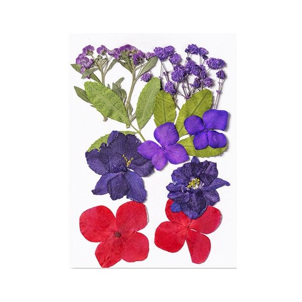 Pressed Dried Flowers, Style 8.5