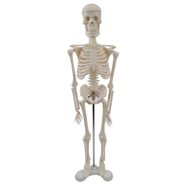 Hobby Anatomical Human Skeleton Model With Removable Arms &amp; Legs - 45cm