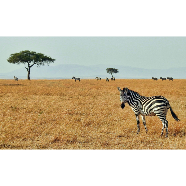 Canvas Wall Art - 1000 x 570 - Zebra