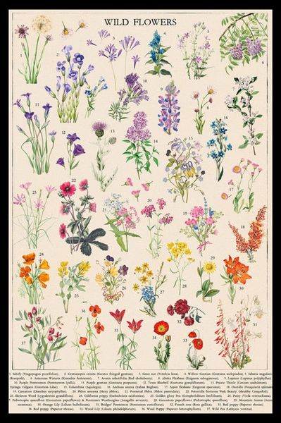 Botanical Wild Flowers Poster with Black Frame