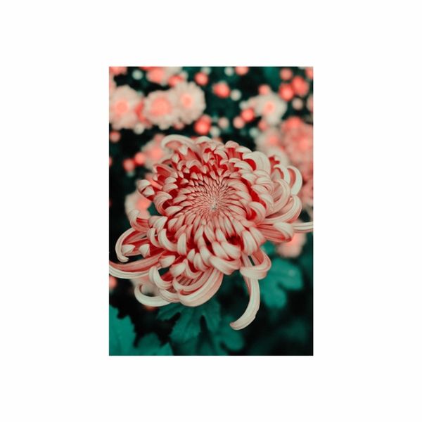 Pink Roses Portrait - A1 Poster