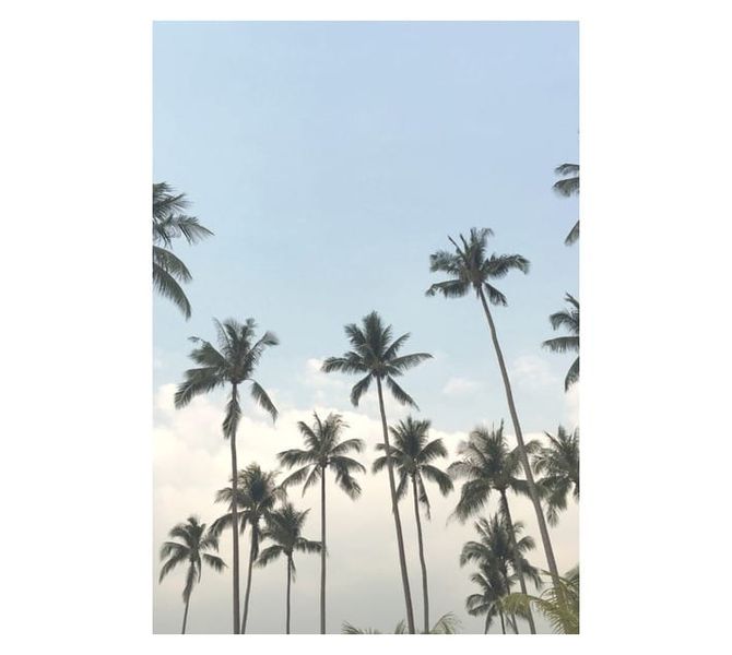 Palms in The Sky Canvas Print - Blue (650 x 450mm) Wall Art