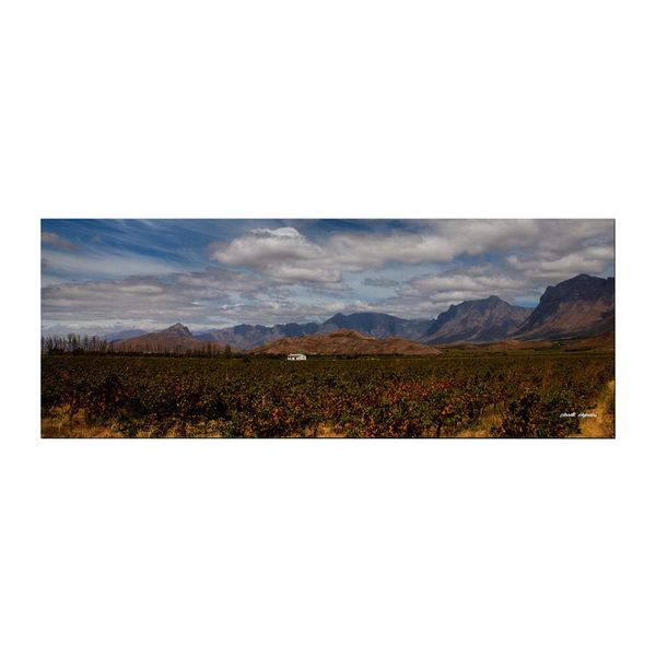 Cape Vinyards Large Desk Pad By Annette Heymans