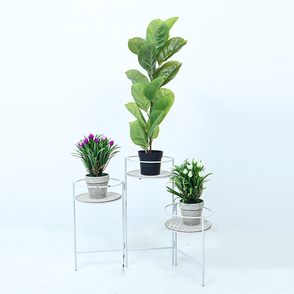 The Urban Trio - Rubber Plant &amp; Twin Tulip Arrangement Set