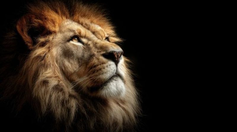 Wall Art Canvas - The King Lion
