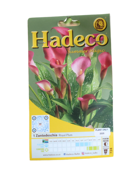 Zantedeschia (Calla Lily) - Royal Plum - 1 Bulb Pack