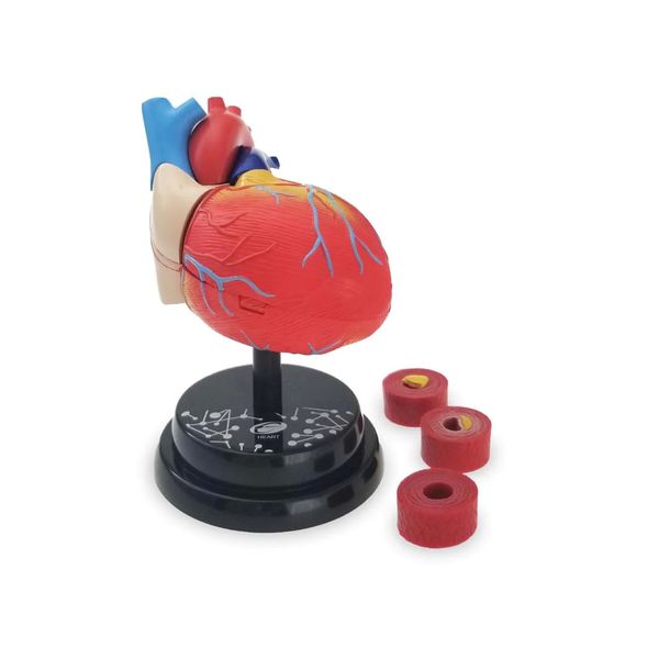 STEM Augmented Reality - Heart Cardiology Professional Model - Educational